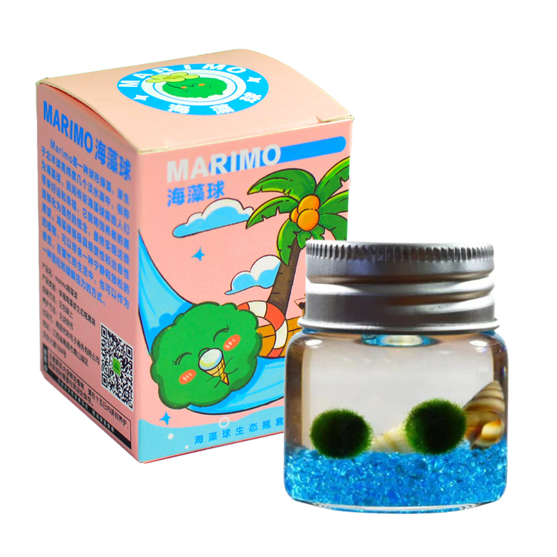 MARIMO幸福海藻球生态瓶玻璃微景观水培植物创意礼物桌面迷你盆栽 - 图3
