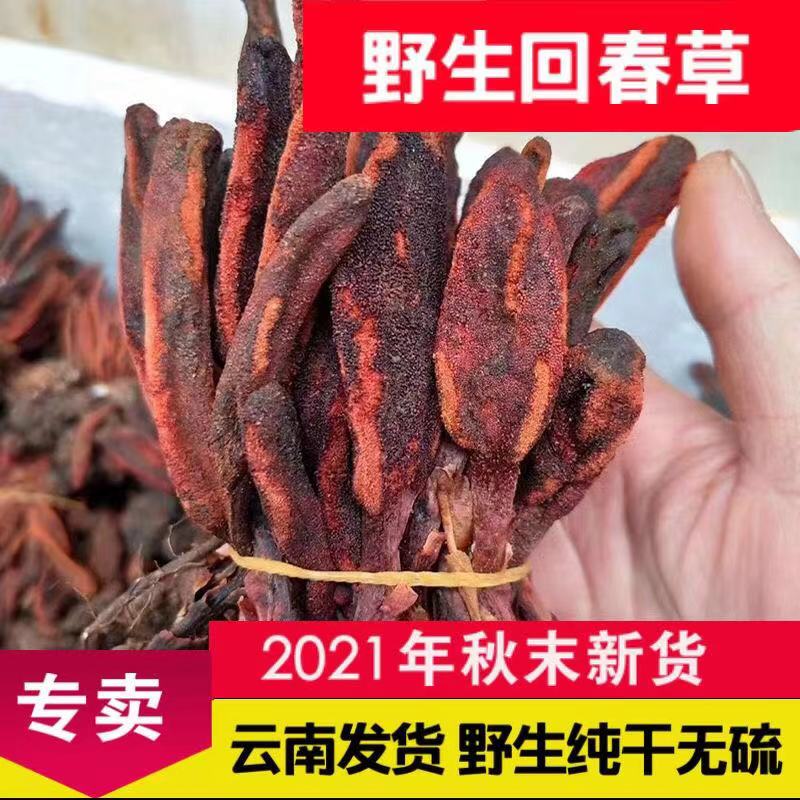 回春草野生新鲜不老草云南回春草粉500g泡茶男性肉苁蓉锁阳泡酒料 - 图0