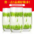 Qi Ya Que Tongue 2022 New Tea Green Tea Tea Premium Mingqian Tea Thick Fragrant Maojian Bulk Canned Gifts Total 250g