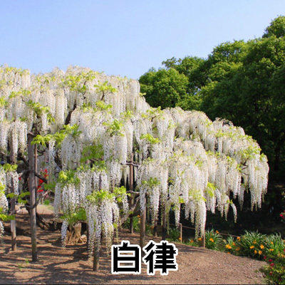 紫藤树苗庭院爬藤植物紫藤萝紫藤树苗攀援阳台楼顶窗台花卉苗木