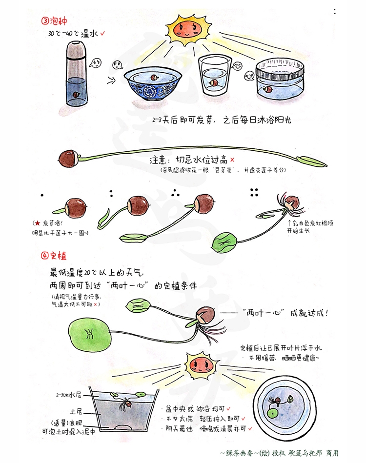 碗莲大中小微型观赏荷花种子 - 图1