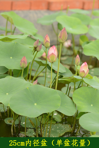 【从珂】碗莲乌托邦-中小微 型阳耐阴台盆栽水生花卉观赏荷花种藕 - 图0