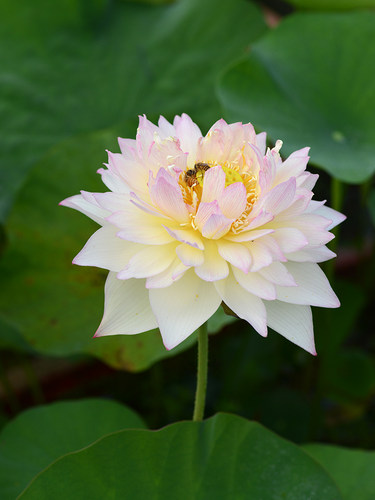 【新雨花情】碗莲乌托邦-中小型窗台庭院盆栽水生观赏荷花种藕cqu - 图2