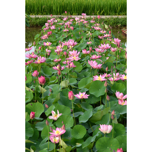 【秦淮彩灯】碗莲乌托邦-小微型窗台阳台盆栽水生观赏荷花种藕cqu - 图3