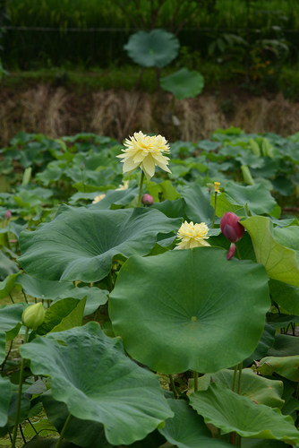 【秣陵秋色】碗莲乌托邦 中大型 盆栽池栽庭院水生观赏荷花种藕苗 - 图2