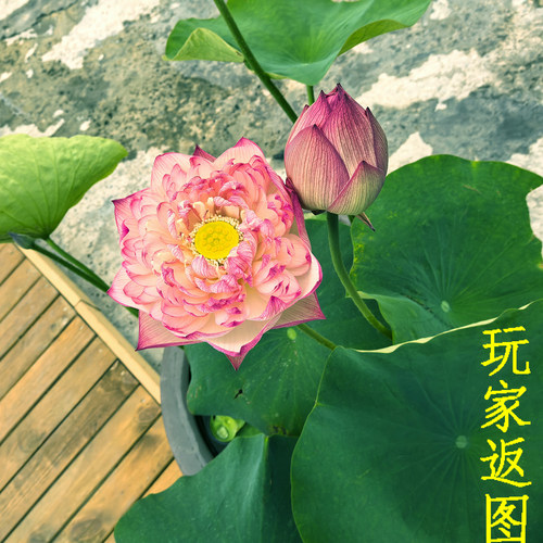 【雨落花台】碗莲乌托邦中大型盆栽池栽大型水生花卉观赏荷花种藕 - 图3