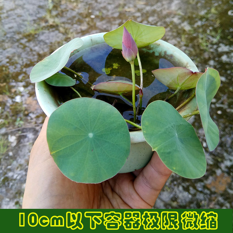 【秦淮彩灯】碗莲乌托邦-小微型窗台阳台盆栽水生观赏荷花种藕cqu - 图2