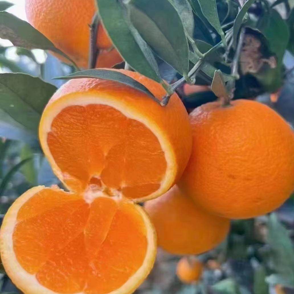 重庆巫山恋橙曲尺纽荷尔脐橙新鲜橙子水果5斤10斤20斤包邮果园直,淘宝优惠券,粉丝福利购,淘宝优惠卷