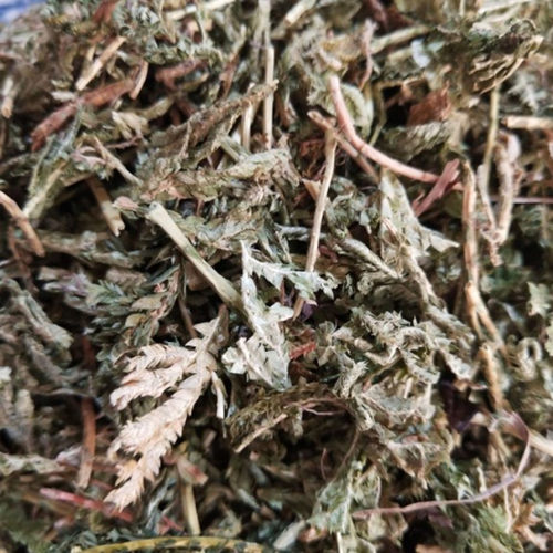 石上柏中药材正品500克岩柏草 地侧柏 金龙草 深绿卷柏中草药店铺 - 图2