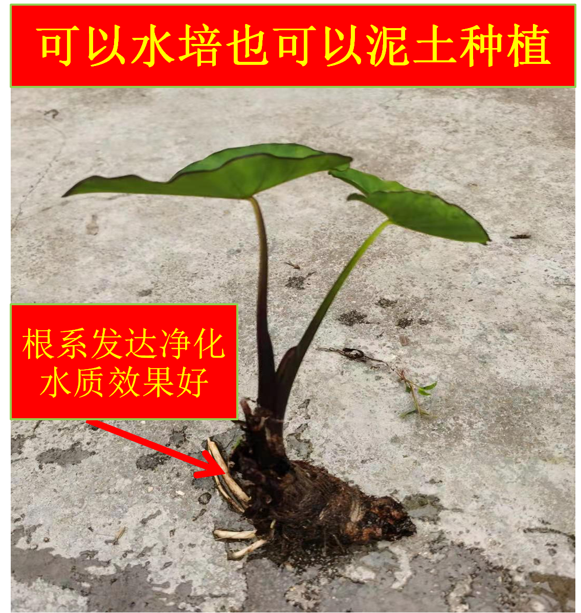 紫芋水培沼泽过渡滴水观音盆景鱼缸生养龟挺水培草水养盆栽绿植物 - 图0