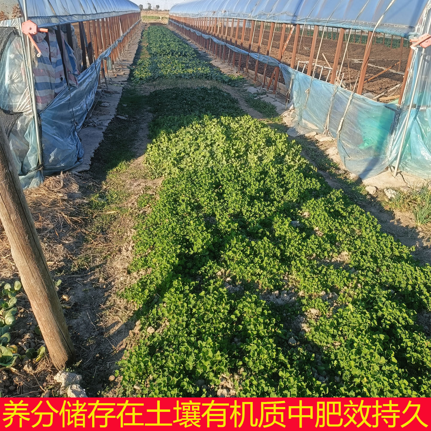 鸡粪纯干鸡粪肥种花种菜果树蔬菜专用无异味鸡屎有机肥农家块包邮,淘宝优惠券,粉丝福利购,淘宝优惠卷