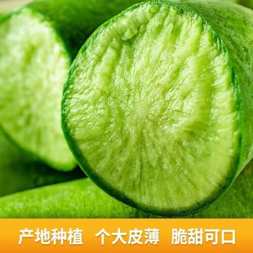 潍坊水果萝卜正宗潍县水果萝卜夏庄青萝卜脆甜萝卜新鲜水果蔬菜 - 图1