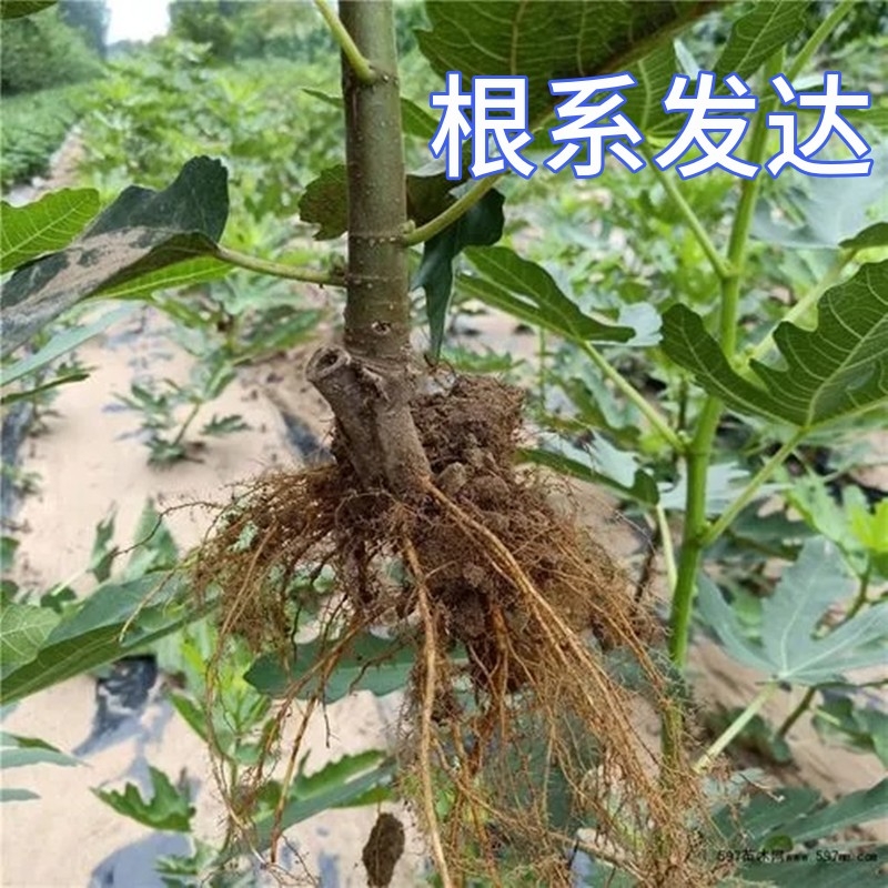 青皮无花果树苗阳台盆栽果苗南北方特大嫁接庭院地栽果树当年结果 - 图1