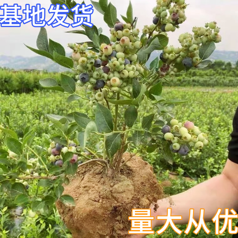 春高蓝莓树阳台盆栽果苗南北方种植四季大果庭院地栽早熟当年结果 - 图1