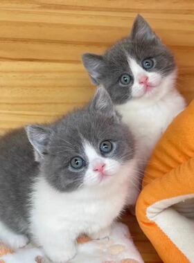 白英国短毛猫幼崽曼基康宠物蓝猫