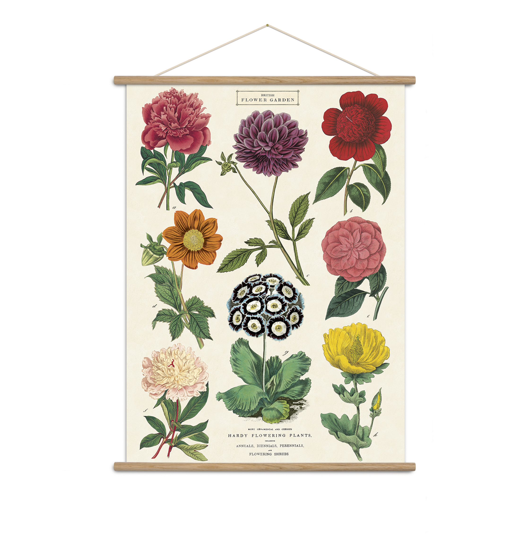 美国CAVALLINI现代装饰画海报美式鲜明复古植物花卉墙面含挂轴ins - 图3
