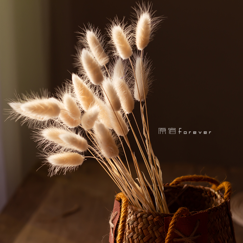 风干真花兔尾草干花桌面装饰摆设小清新花束搭配彩色狗尾巴草花材