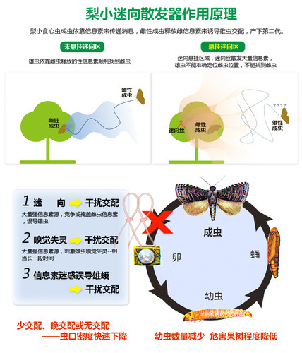 量大详谈梨小迷向丝 梨小食心虫迷向丝迷向散发器3/6个月持效防治 - 图1
