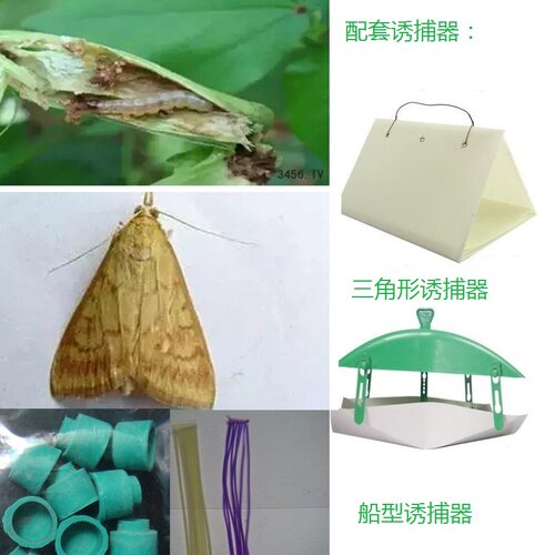 20粒亚洲玉米螟诱芯 昆虫信息素引诱剂 性诱剂  包邮 - 图0