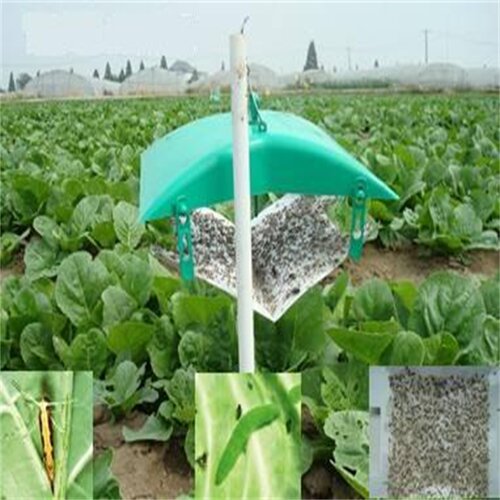 20粒/根小菜蛾昆虫性信息素诱芯 引诱剂 性诱剂 诱虫芯 诱捕器包 - 图0