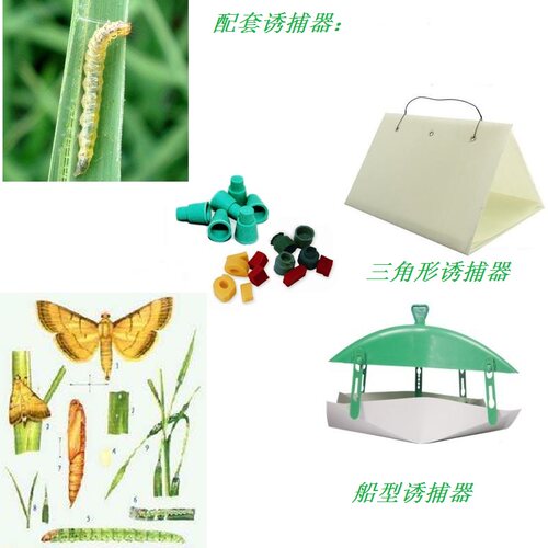稻纵卷叶螟  性信息素诱芯 昆虫信息素 昆虫性诱剂 包邮 - 图0