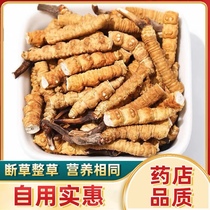 2023 Tibetan naven Big break grass three grams of aweto dry goods Zhengzong Caterpillar Fungus can help to powder the powder