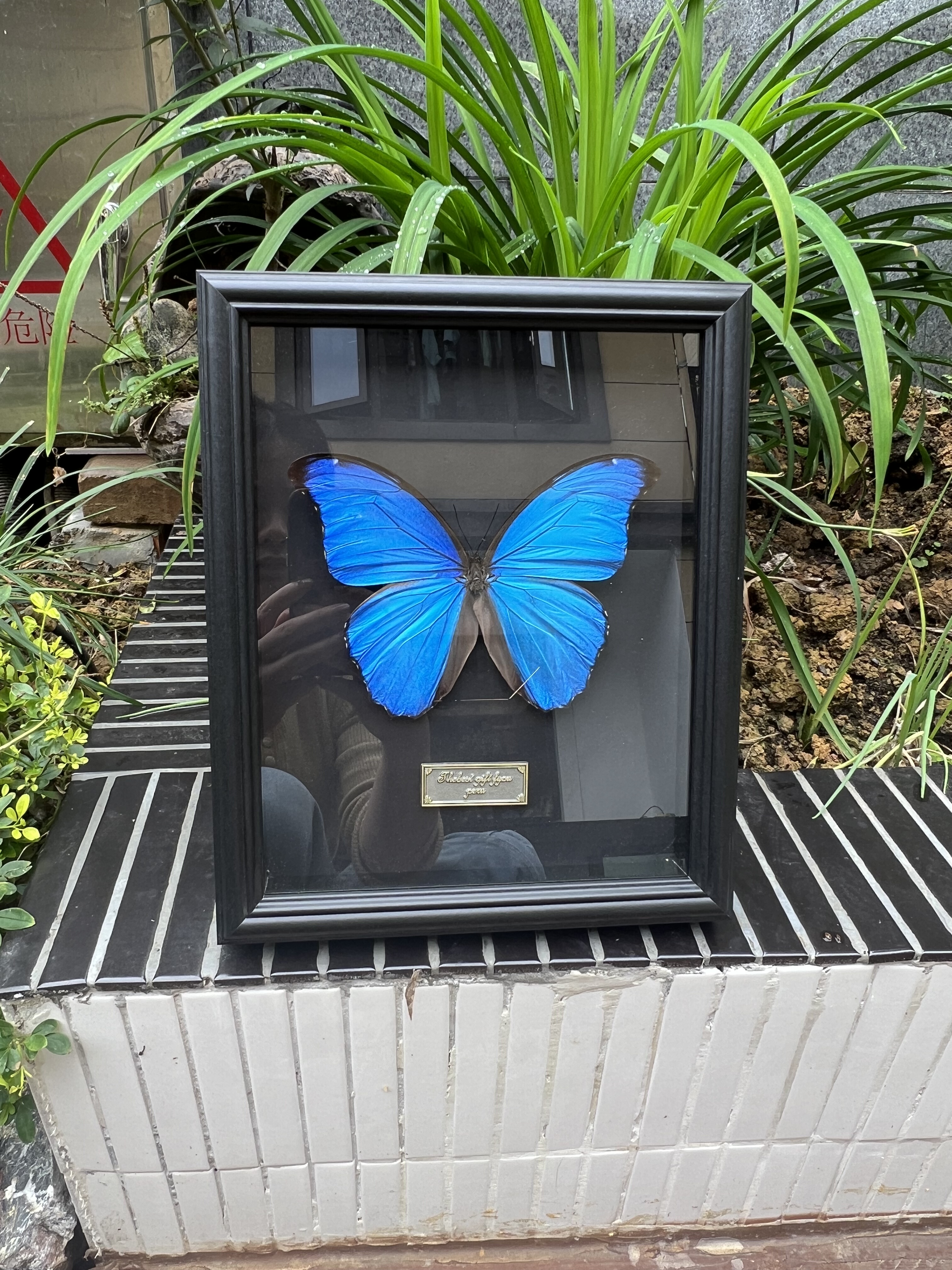 蓝闪蝶真蝴蝶标本家居装饰画课桌摆件生日情人节教师节创意礼物,淘宝优惠券,粉丝福利购,淘宝优惠卷