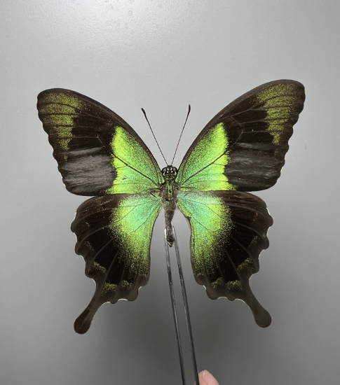 蝶標本 p.apollo form wiscottii-
