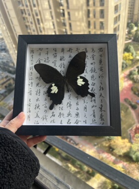宽带凤蝶未展翅原蝶研学材料