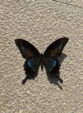 绿带翠凤蝶夏型未展翅原蝶