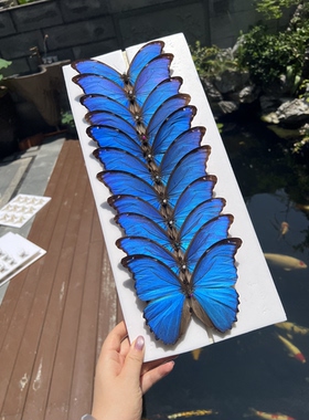 蓝闪蝶未展翅真蝴蝶标本