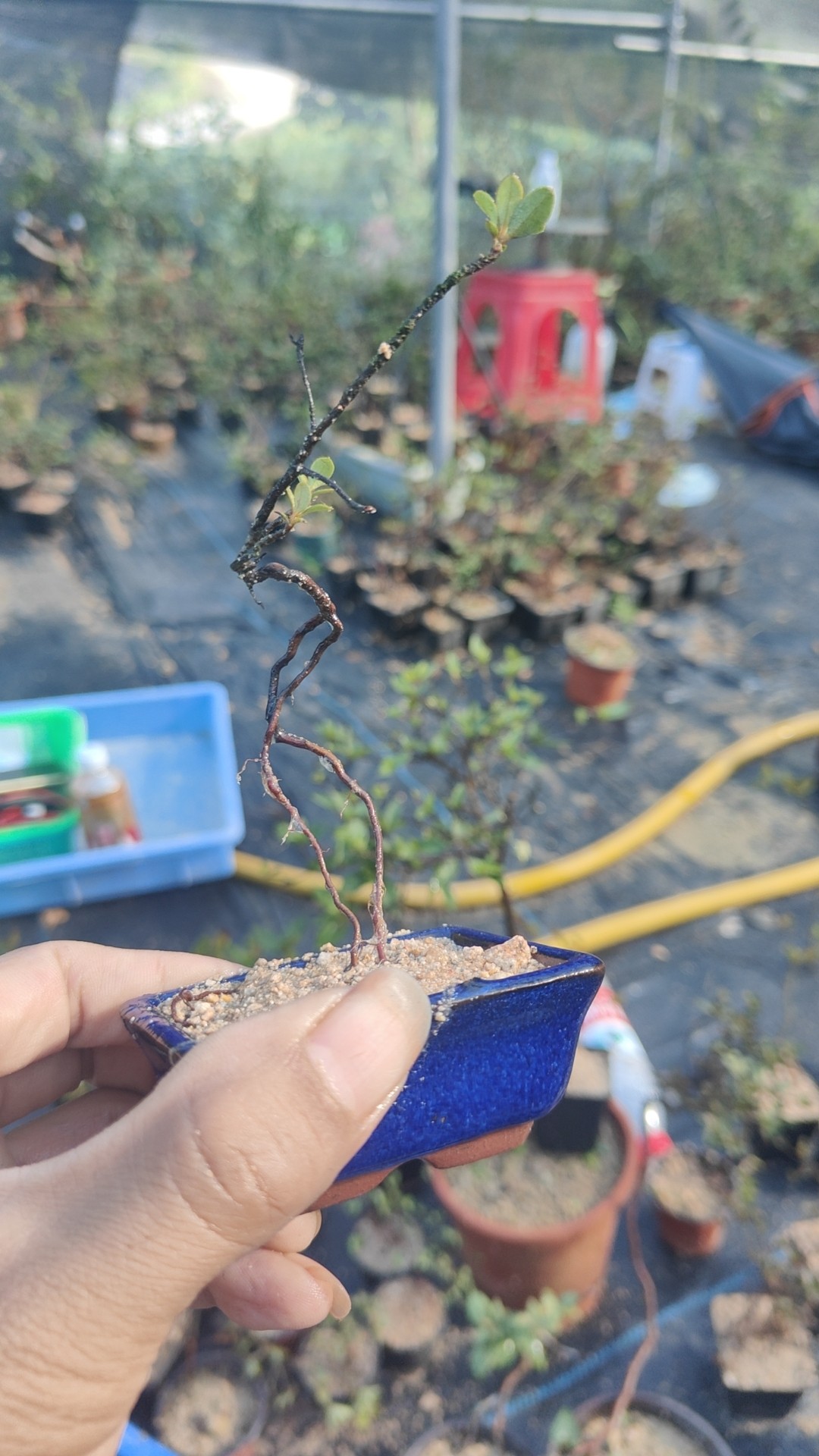 映山红鸡血红杜鹃花桩艺桩景造型盆景,淘宝优惠券,粉丝福利购,淘宝优惠卷