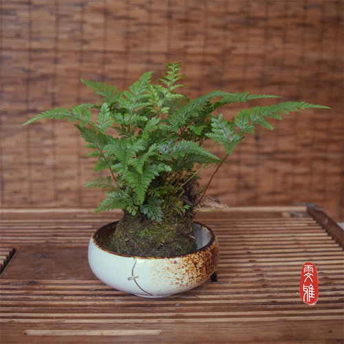 狼尾蕨一叶蕨紫琪蕨苔藓球盆景绿植物办公室好养客厅禅意净化空气 - 图2