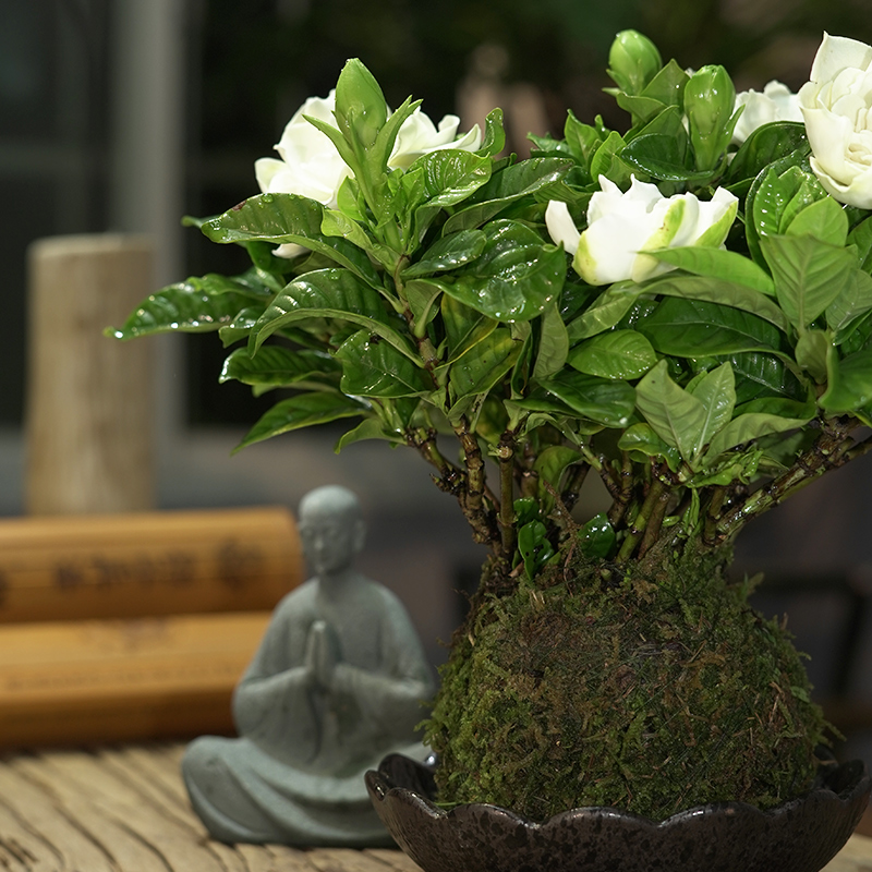 苔藓球海岛栀子花浓香型绿植木本花卉室内客厅净化空气开花绿植树 - 图0