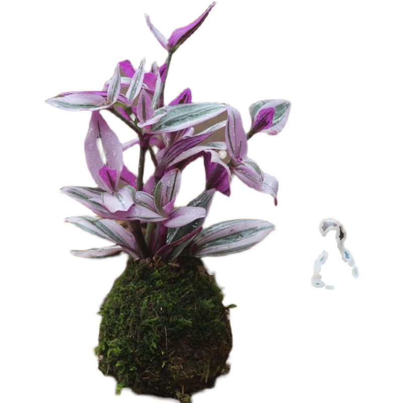 苔玉苔藓球油画婚礼室内盆栽胭脂云绿植可水培荷兰多肉盆景吸甲醛 雯雅园艺 淘优券