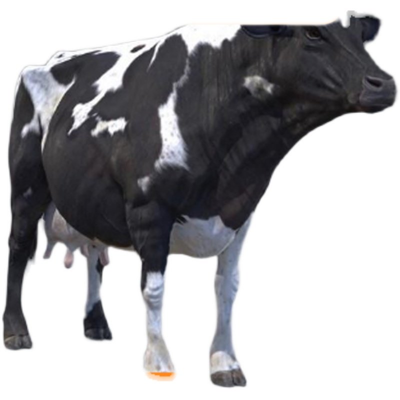 黑白色奶牛3d模型obj单体fbx高精mtl三维设计max建模打印素材c4d - 图2
