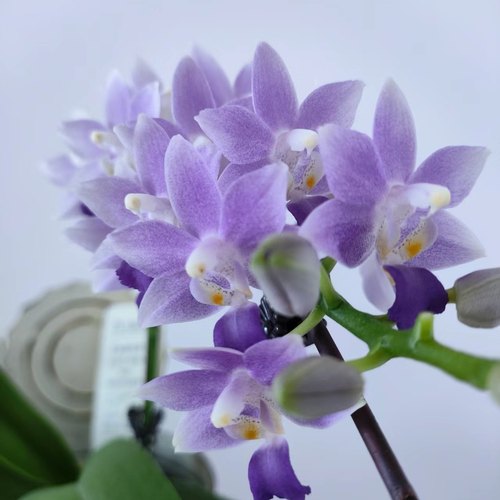 蝴蝶兰苗【蓝星】基地直发包对版包邮 - 图1