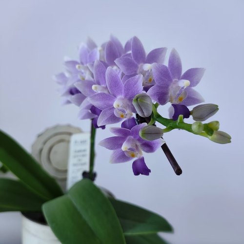 蝴蝶兰苗【蓝星】基地直发包对版包邮 - 图0