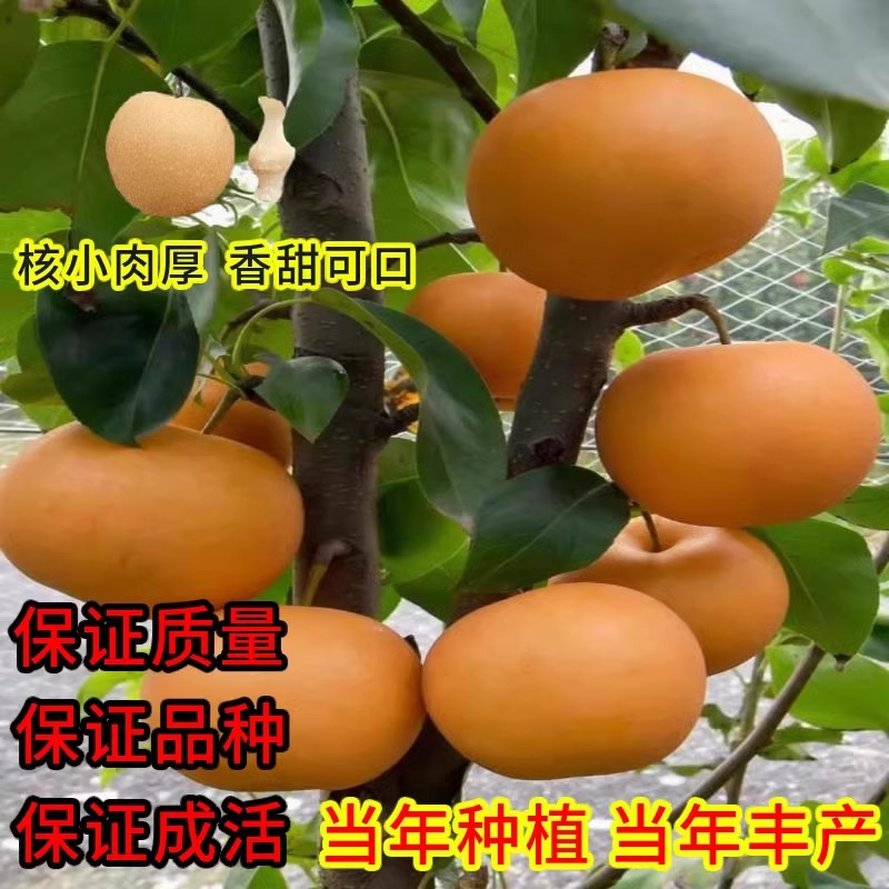 嫁接梨子树苖晚秋黄梨南方北方种植果树梨树盆栽梨子树苗当年结果-图0