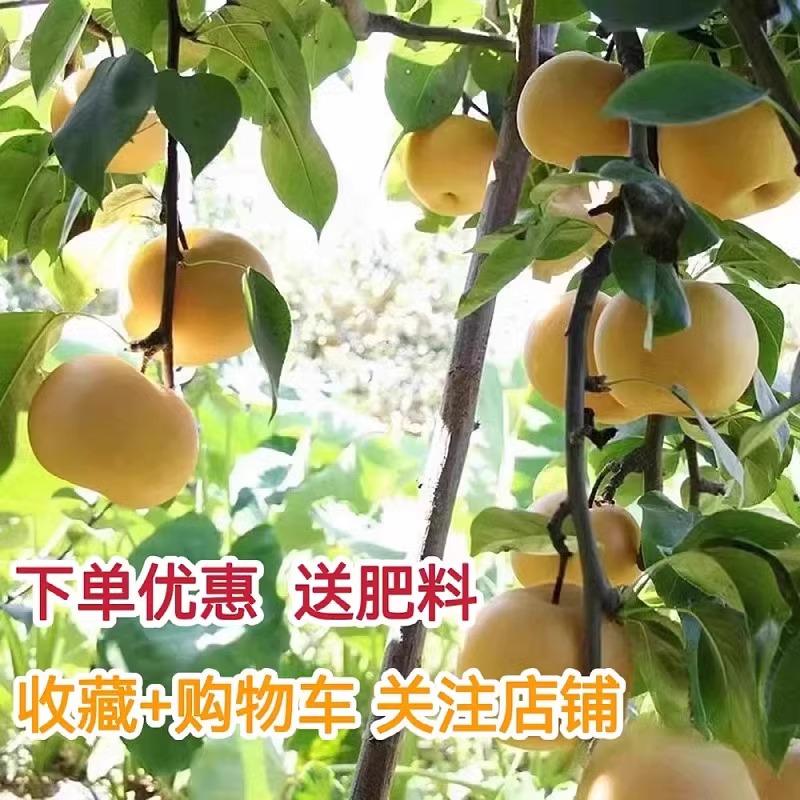 嫁接梨子树苖晚秋黄梨南方北方种植果树梨树盆栽梨子树苗当年结果-图1