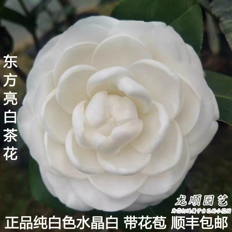 东方亮白纯白色山茶花盆栽树苗带花苞室内外阳台庭院四季常青绿植-图0