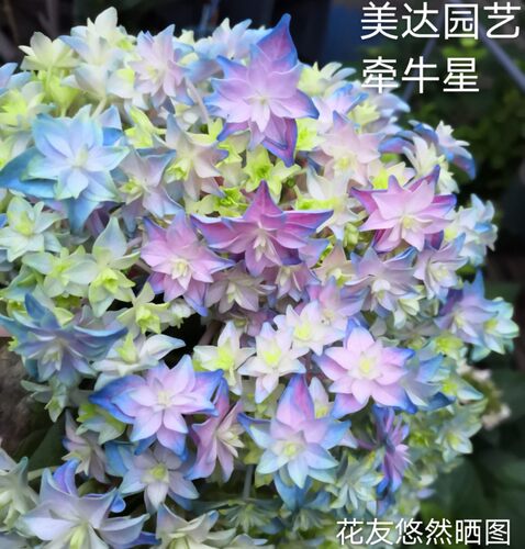 牵牛星 星星绣球 重瓣进口新品大花绣球花苗盆栽小苗花卉 4棵包邮 - 图1