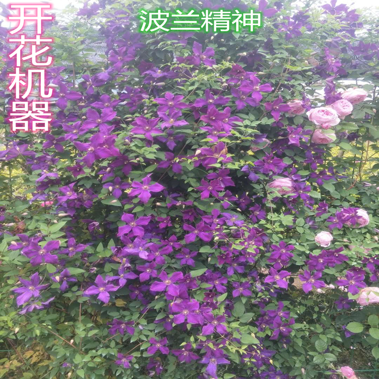 进口藤本铁线莲花苗钻石杰出波兰精神里昂乌托邦蓝光爬藤植物-图2