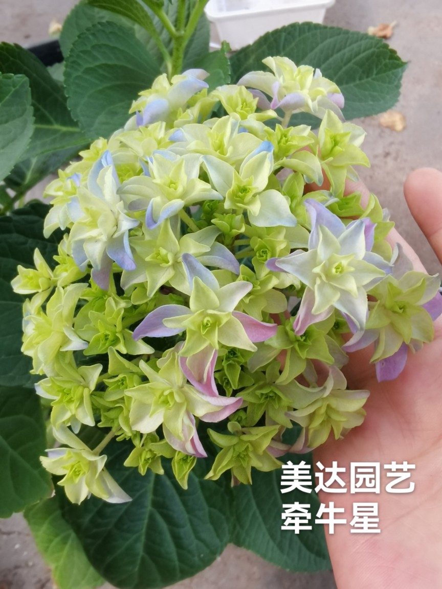 牵牛星星星绣球重瓣进口新品大花绣球花苗盆栽小苗花卉 4棵包邮-图1