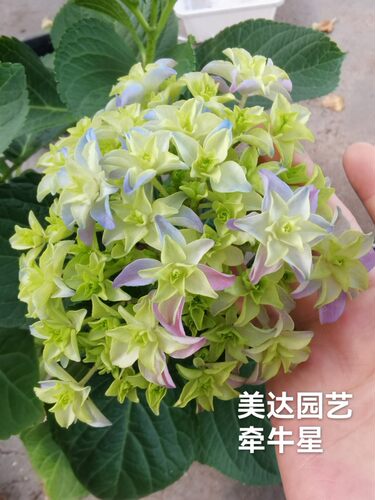 牵牛星 星星绣球 重瓣进口新品大花绣球花苗盆栽小苗花卉 4棵包邮 - 图2