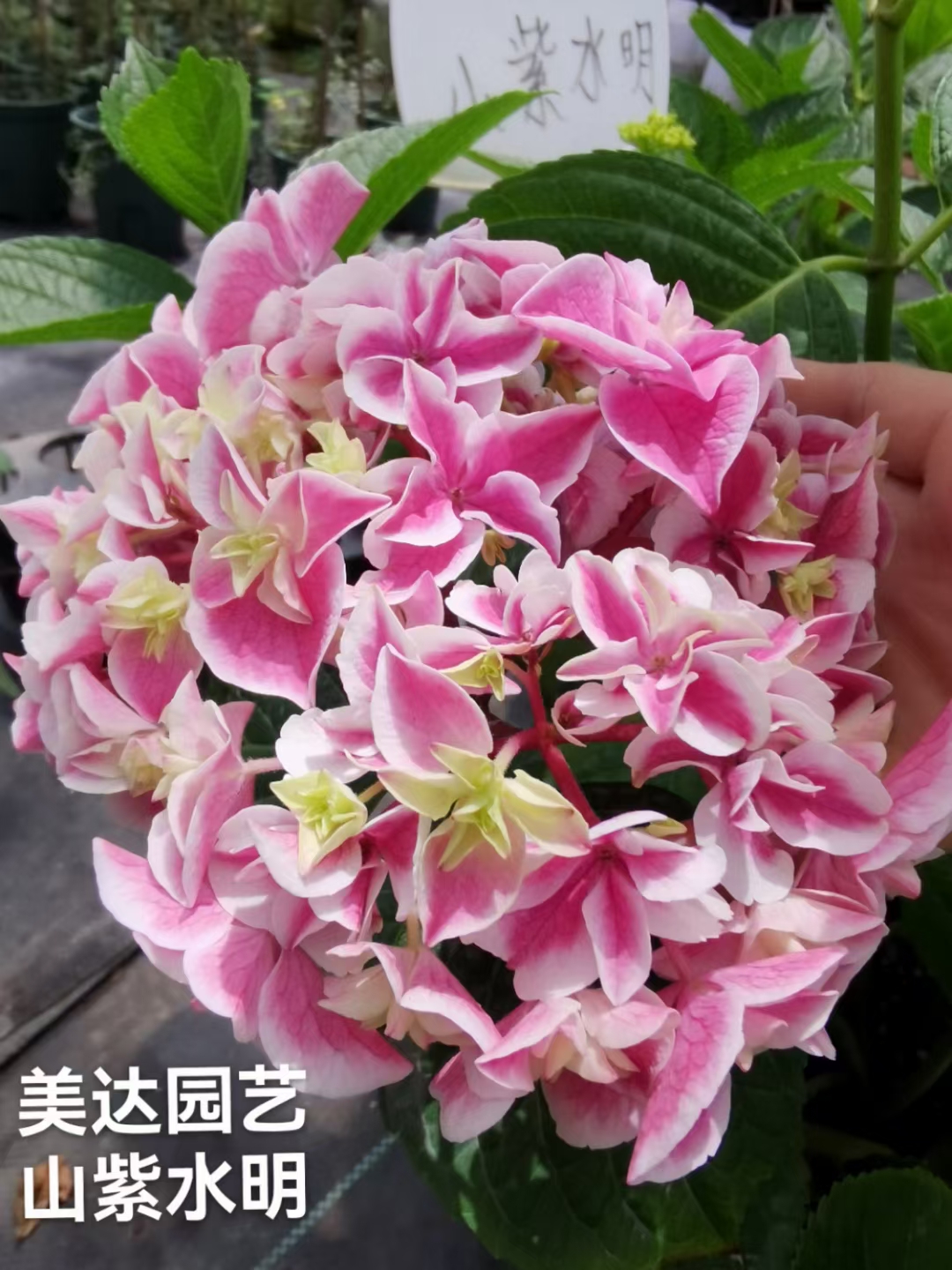 进口大花绣球新品 山紫水明 阳台露台庭院花园植物盆栽花卉花苗 - 图3