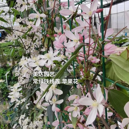 进口品种常绿铁线莲爬藤植物庭院子 苹果花小苗花卉1加仑盆栽大苗 - 图1