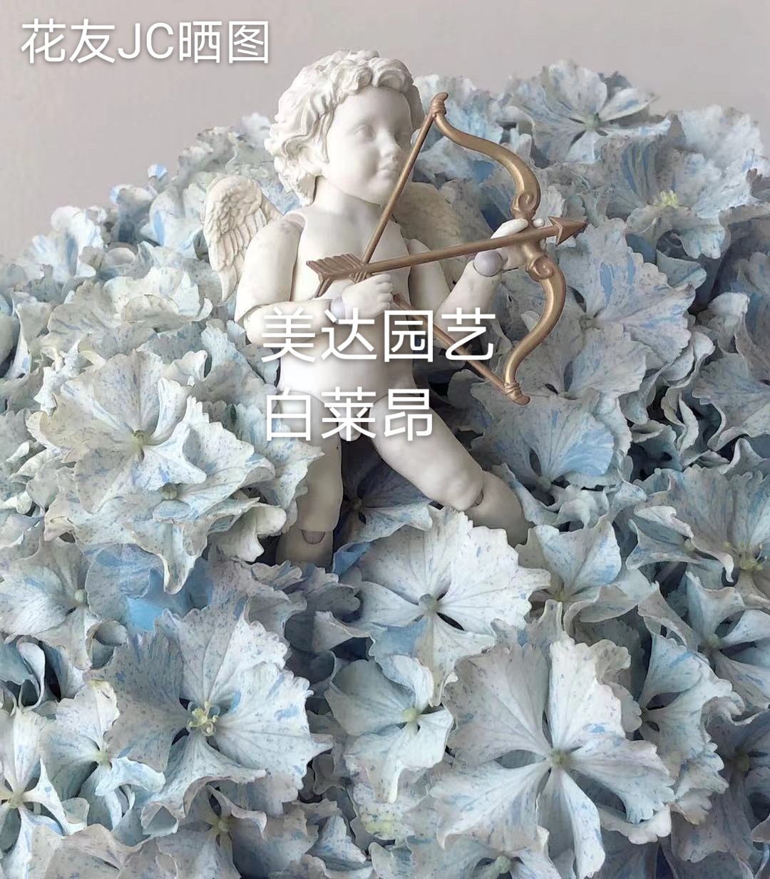 进口新品大花绣球花苗 白莱昂 比莱昂偶尔会多出来斑纹斑纹不稳定 - 图2