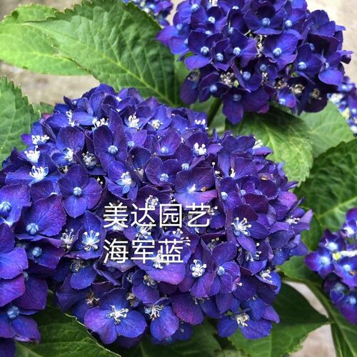 一  4棵包邮进口重瓣绣球花苗 凤凰恋物语三河千鸟无尽夏小苗雅姬 - 图1