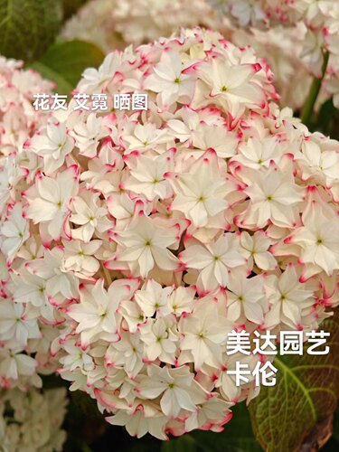 美达园艺 新品进口大花绣球花苗 卡伦 庭院盆栽花卉植物小苗 - 图2